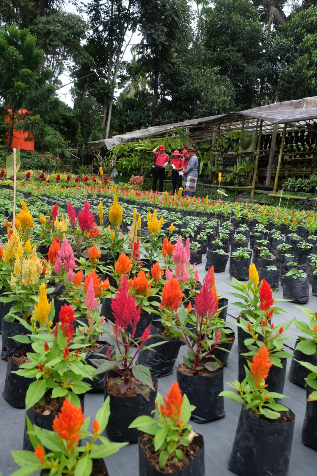 Penglipuran Village & Tree Planting 5