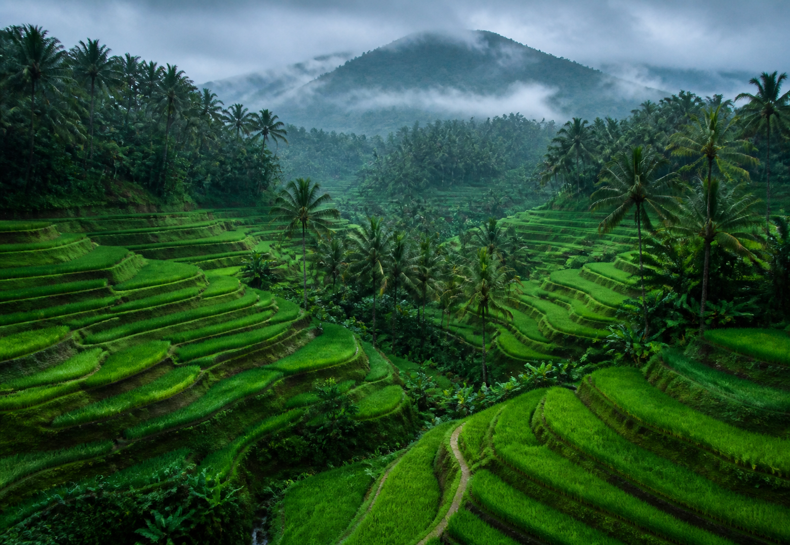 Lush green rice terraces and palm forest in Bali